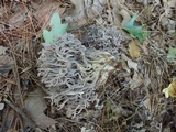 Clavulina cinerea image