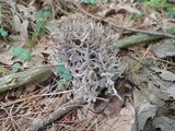 Clavulina cinerea image