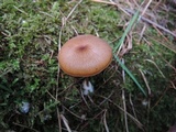 Entoloma formosum image