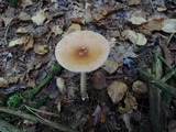 Amanita sect. Vaginatae image