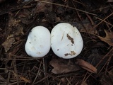 Leucopaxillus giganteus image