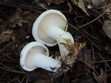 Leucopaxillus giganteus image