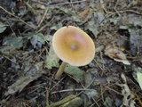 Amanita sect. Vaginatae image