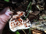 Abortiporus biennis image