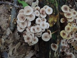 Mycena inclinata image