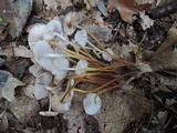 Mycena inclinata image