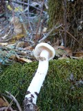 Hygrophorus eburneus image