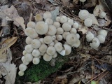Mycena inclinata image