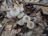 Mycena inclinata image