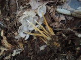 Mycena inclinata image