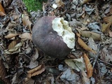 Russula cyanoxantha image