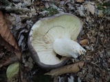 Russula cyanoxantha image