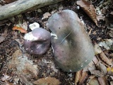 Russula cyanoxantha image