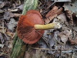 Cortinarius semisanguineus image