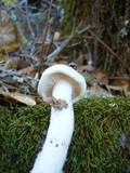 Hygrophorus eburneus image