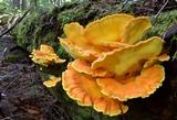 Laetiporus conifericola image