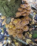 Armillaria solidipes image