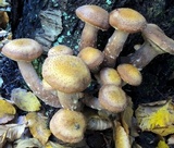 Armillaria solidipes image