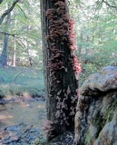 Armillaria solidipes image