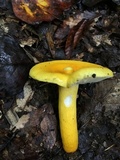 Russula flavida image