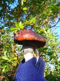 Leccinum manzanitae image
