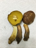 Aureoboletus innixus image