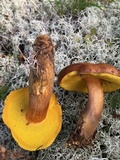 Aureoboletus innixus image