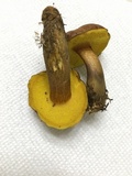 Aureoboletus innixus image