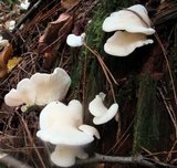 Pleurocybella porrigens image