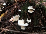Pleurocybella porrigens image