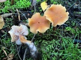 Laccaria bicolor image