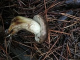 Retiboletus griseus image