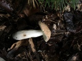 Boletus pallidus image