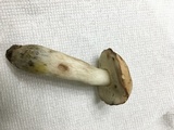Boletus pallidus image