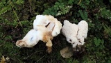 Abortiporus biennis image