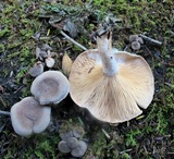 Lactarius hibbardiae image