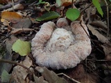 Entoloma abortivum image