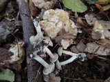 Entoloma abortivum image