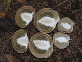 Phallus ravenelii image