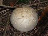 Phallus ravenelii image