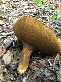 Tylopilus tabacinus image
