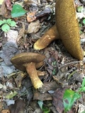 Tylopilus tabacinus image
