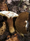 Tylopilus tabacinus image