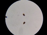 Panaeolus antillarum image