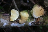 Xylaria compuncta image