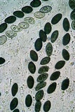 Xylaria compuncta image