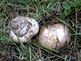 Hebeloma crustuliniforme image