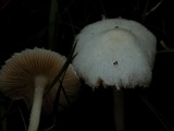Volvariella hypopithys image