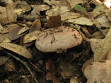 Lactarius argillaceifolius image