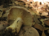 Lactarius argillaceifolius var. megacarpus image